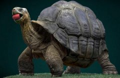 <b><font color='#333333'>世界上最大的乌龟，象龟重达375公斤（龟中“巨</font></b>